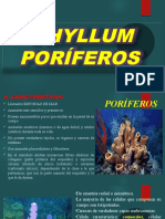 Phyllum Poríferos