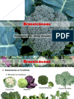 Olericultura - Brassicaceae