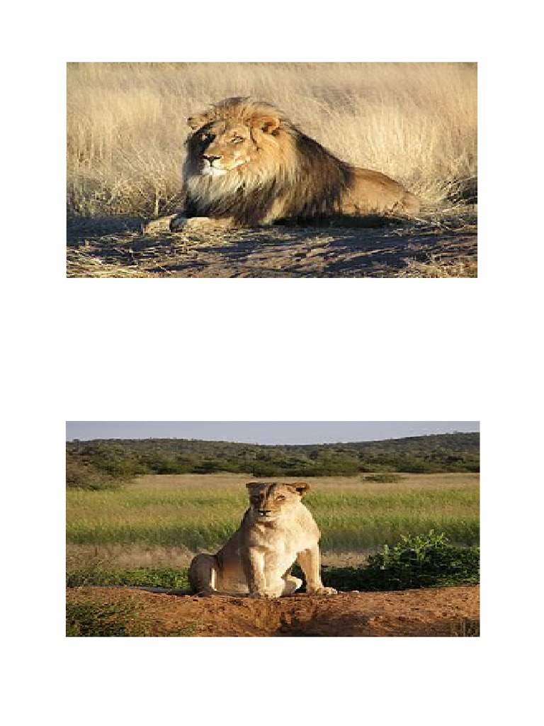 Leul | PDF