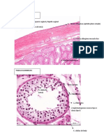 Histologia Reproductor