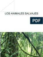 Animales Salvajes