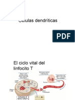 Celulas Dendritica