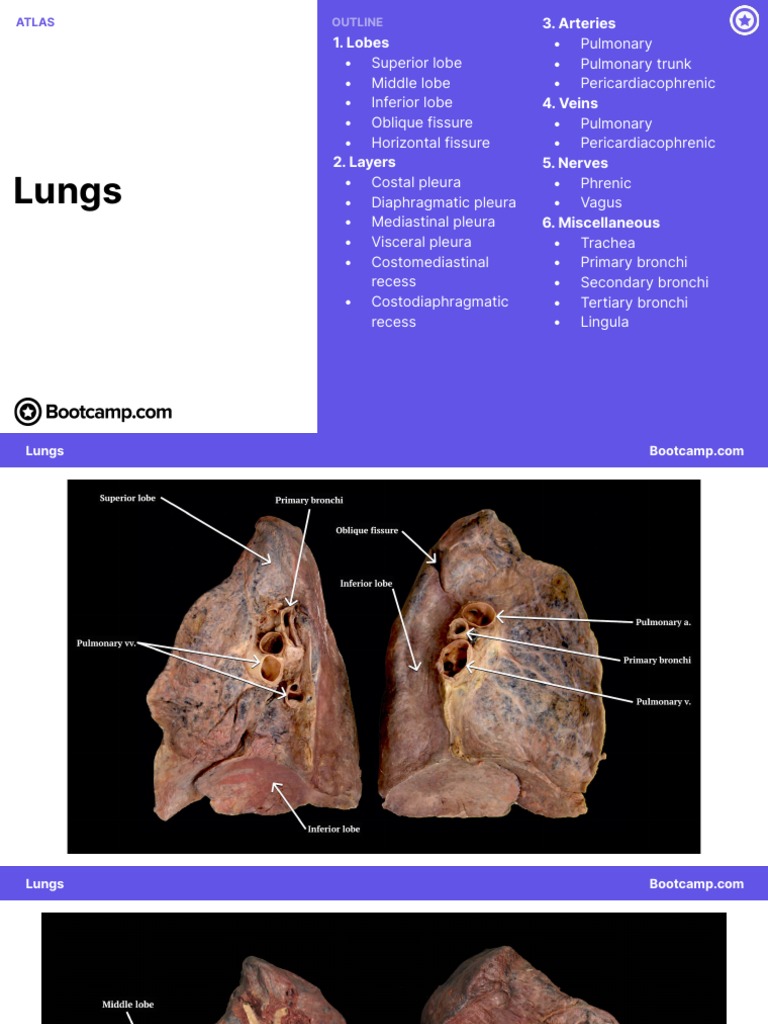 LUNGS STRUCTURE AND FUNCTION PDF PPT visual data 2