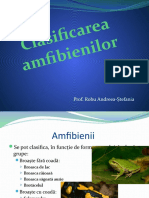 Clasificarea Amfibienilor