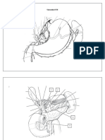 Dibujos Tronco Celiaco