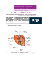 Reporte de Laboratorio. Células Digestivas