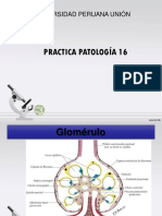 Practica Patología16