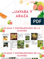 Guayaba y Araza