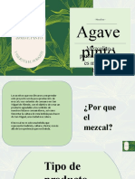 Agave Pinto