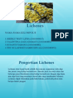 Lichenes - Kelompok H
