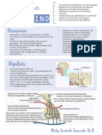 Sistema Endocrino - Sintesis