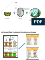 Coliform Es