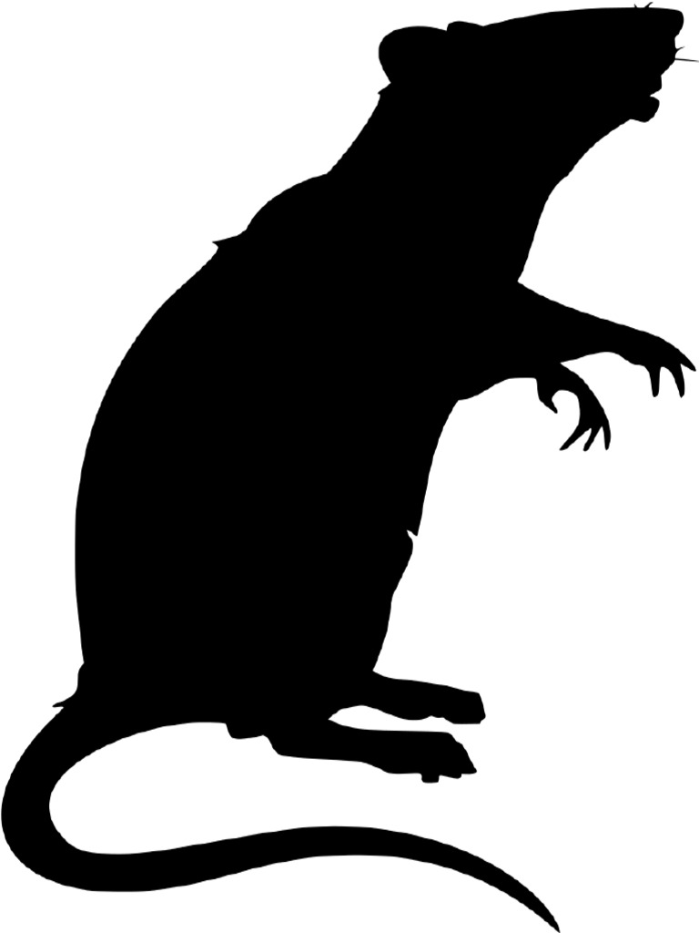 Lab Rat PNG 4731701 | PDF