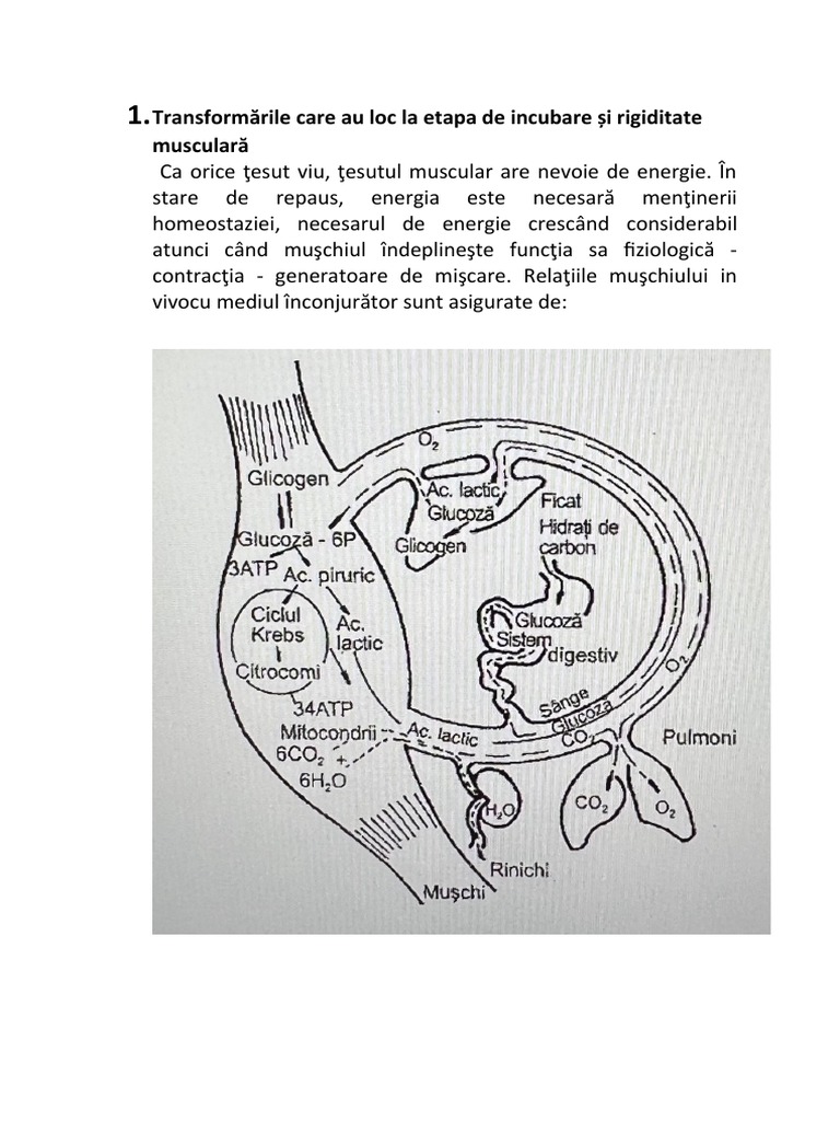 Modificari Biochimice Si Fizico Chimice in Tesutul Muscular Post | PDF