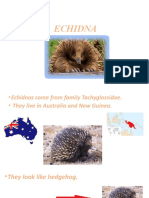 Echidna