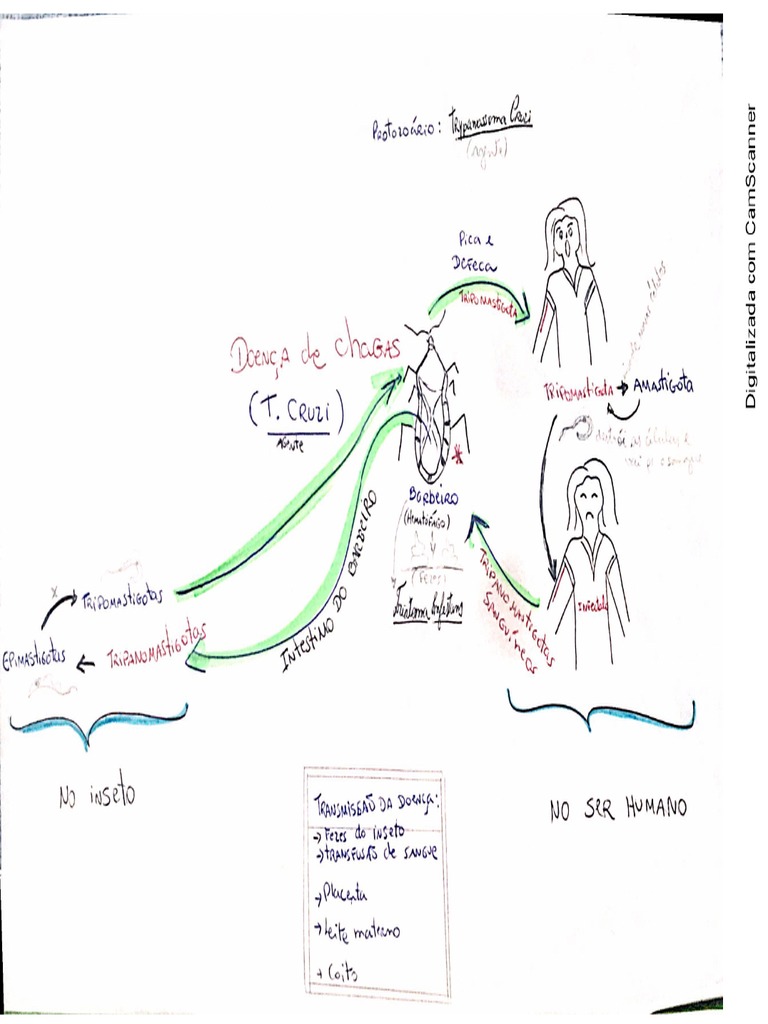mapas-mentais-girado-p-ginas-14-doen-a-de-chagas-pdf