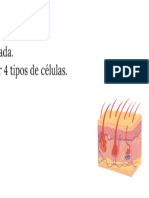 Anatomofisiologia de La Piel