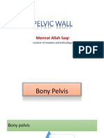 Pelvis Anatomy Overview
