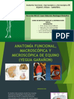 Diapositivas, Anatomía Funcional Macroscópica y Microscópica Del Equino (Yegua - Garañon)