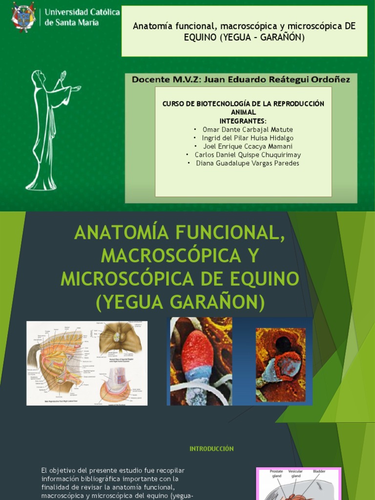diapositivas-anatom-a-funcional-macrosc-pica-y-microsc-pica-del-equino