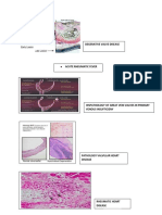 Hispathology 1