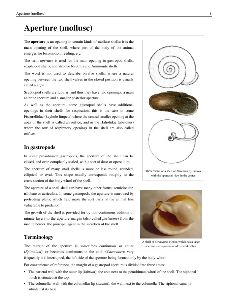 Gastropod Shell Aperture Overview | PDF | Molluscs | Protostomes