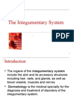 Integumentary System PPT 1
