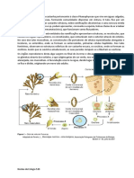 Ficha de Trabalho (Fucus)