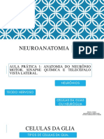 Neuroanatomia 