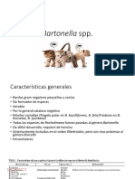 Bartonella Spp..