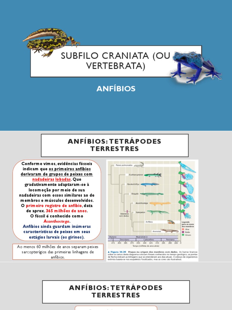 SUBFILO CRANIATA - Anfíbios | PDF | Sapo | Anfíbio