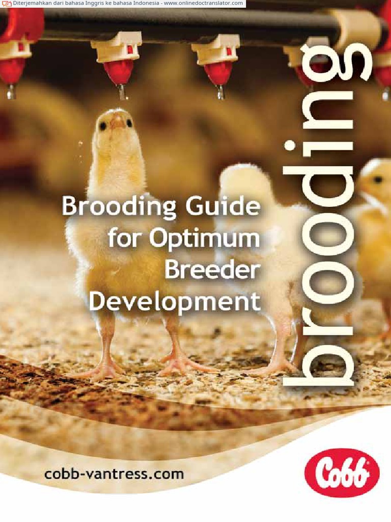 Panduan Brooding Optimal untuk Ayam | PDF | Kesehatan Holistik | Sains ...