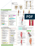 Anatomia Da Mão e Punho Moquinha TEOT 2021