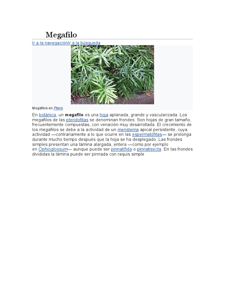Mega Filo | PDF