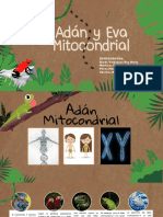 Adán y Eva Mitocondrial