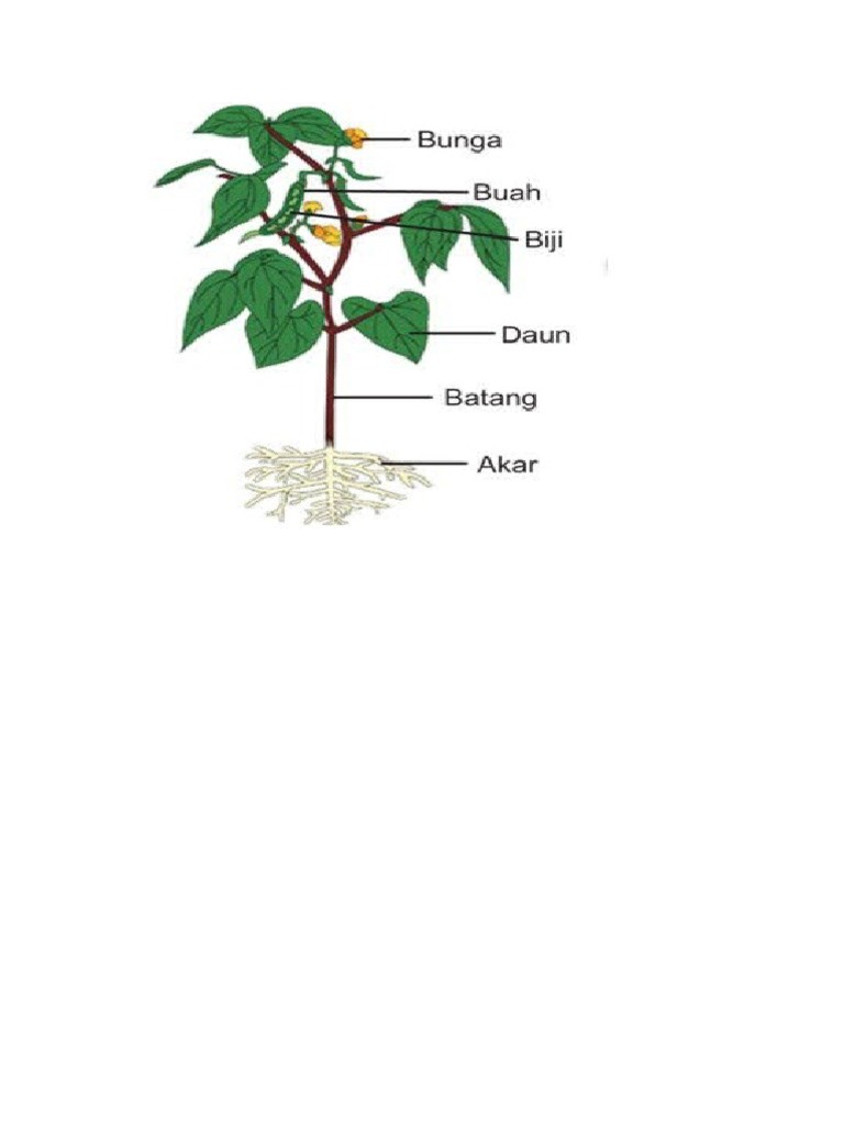 File Bagian Bagian Tumbuhan | PDF