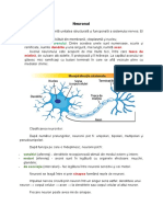 Neuronul