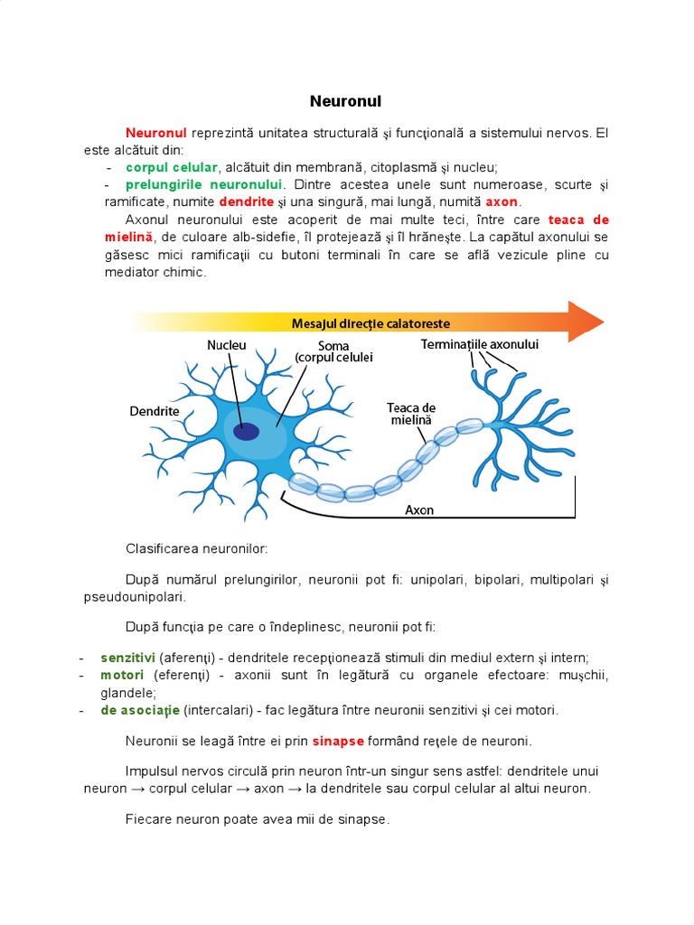 Neuronul | PDF