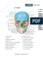 Práctica #2 Visión Frontal Del Cráneo (1) (Autoguardado)