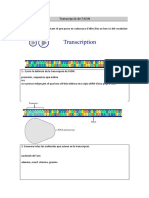 Copia de Transcripció Del DNA - Alumnes