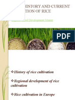 Brief History and Current Evolution of Rice