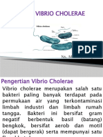 Bakteri Vibrio Cholerae