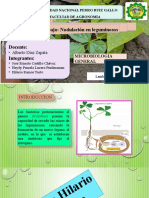 NODULACION Microbiologia Segundo Grupo de Practica