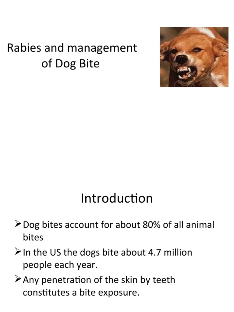 Dog Bite PDF Rabies Virus