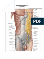 Bimbingan Anatomi Musculus