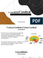 Corteza Cerebral 1