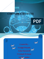 Presentasi Chondrichtyes