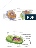 Copia de Prokaryotic, Animal and Vegetal Cell