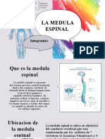 Medula Espinal Disertacion23