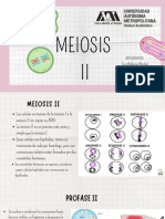 Meiosis 2